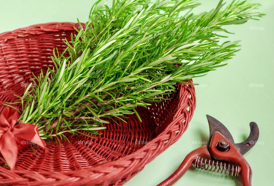 Green rosemary in a red basket with secateurs 