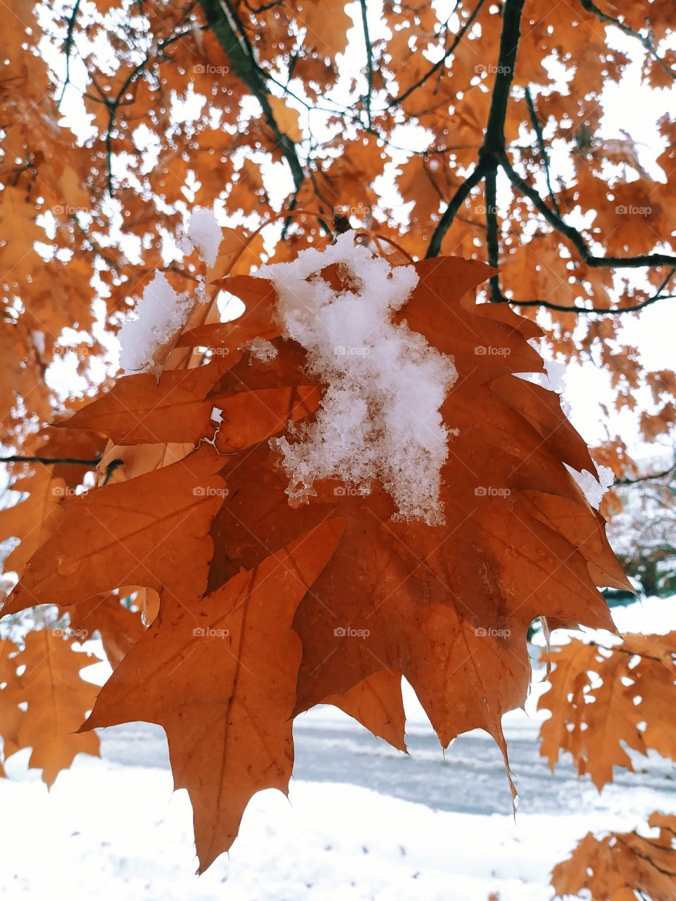 Autumn meets Winter