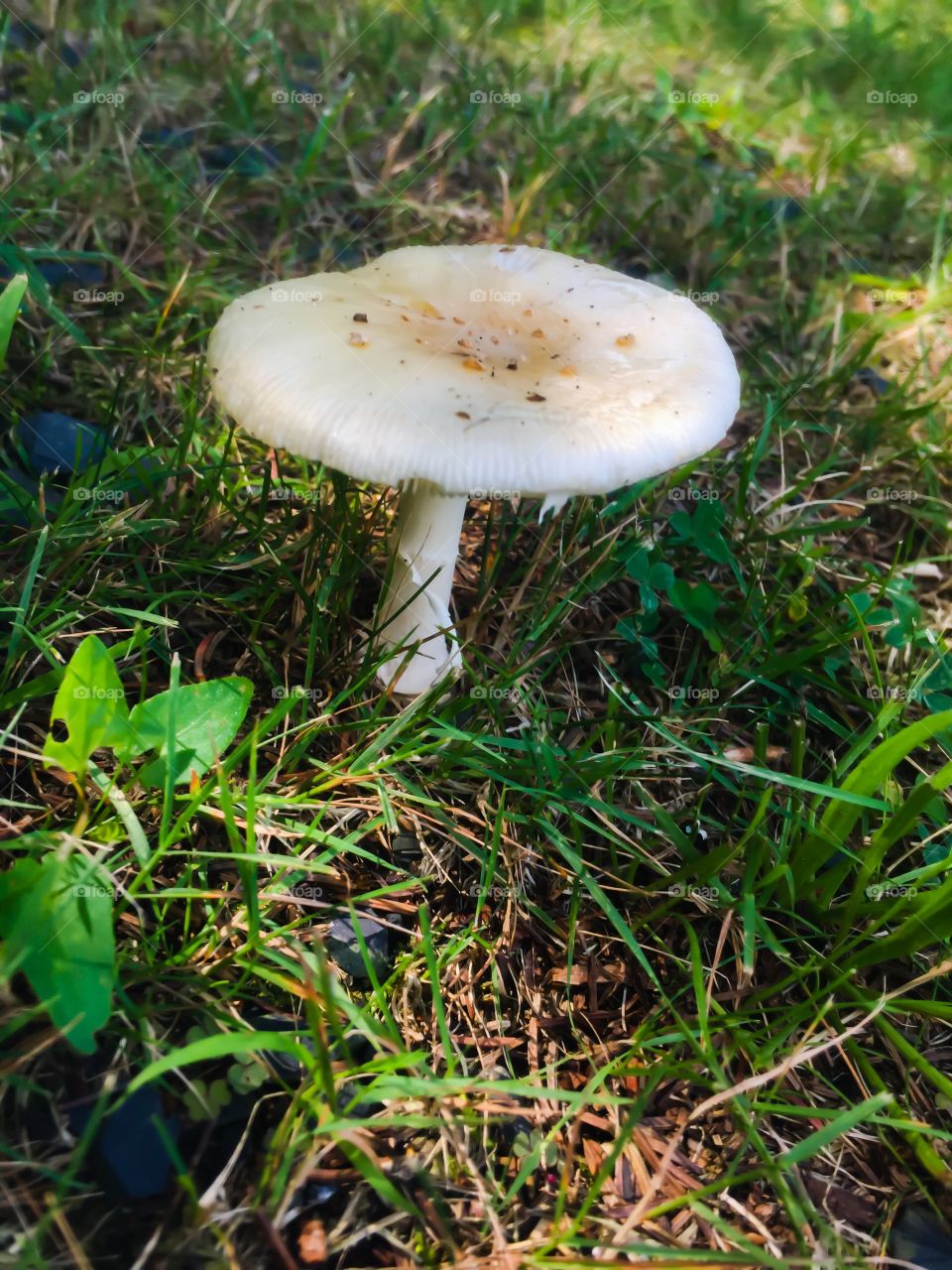 Mushroom 🍄 land