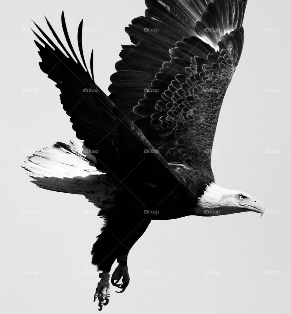 Bald Eagle in Flight