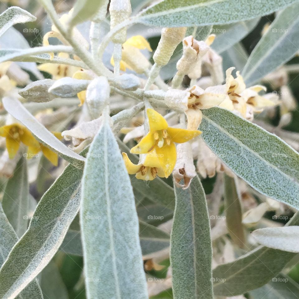 Olive blossoms