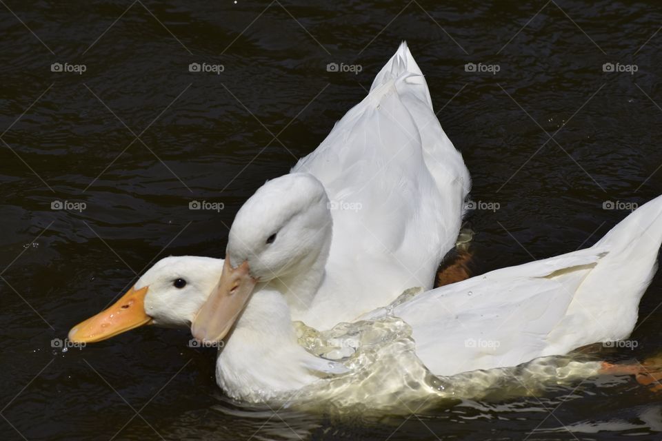 White Ducks