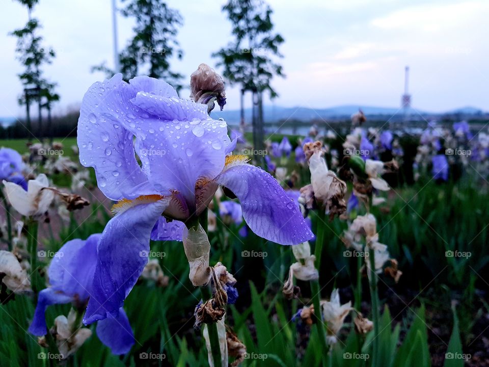 After the rainy day at the lake of Velence in Hungary.