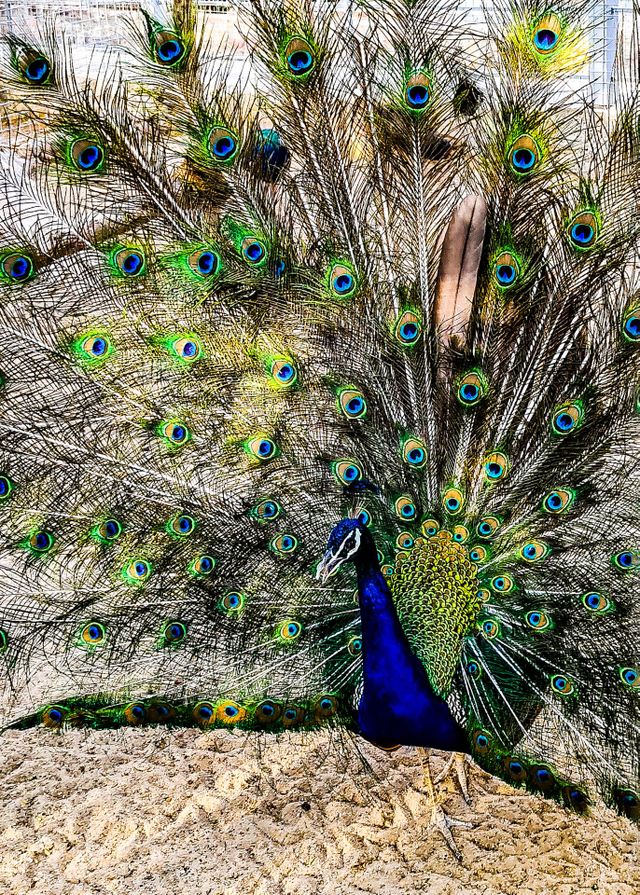 peacock 🦚
