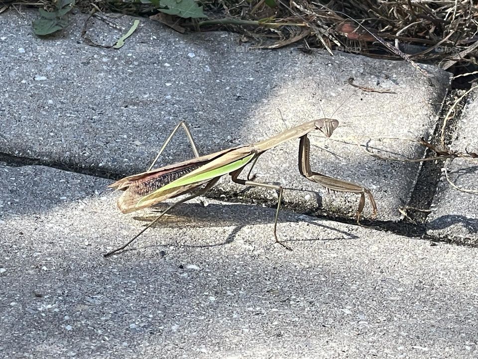 Grass hopper 
