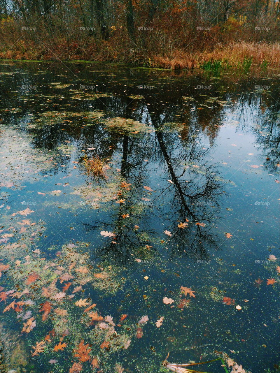 Reflection of autumn in the lake