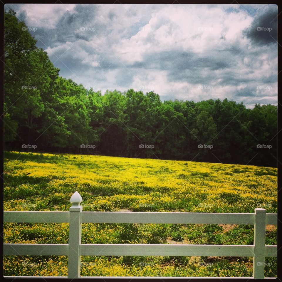 Country field in yellow 