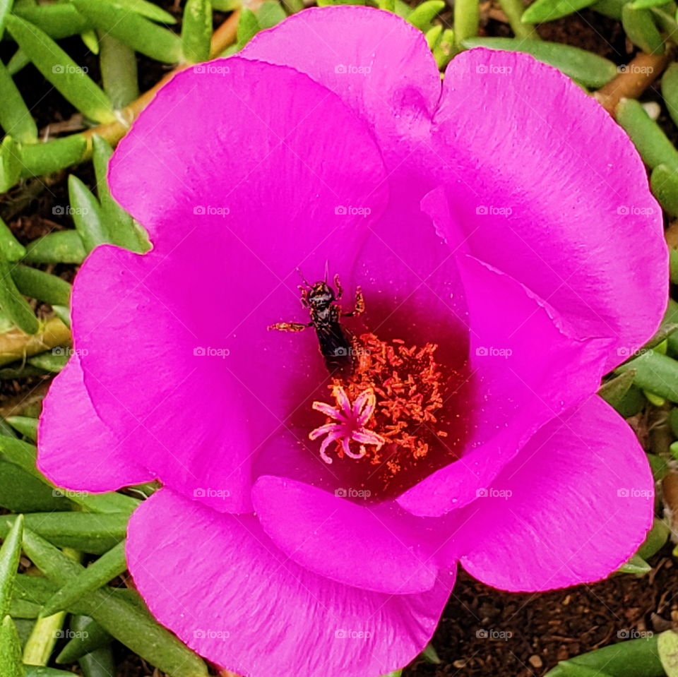 a bee in bloom