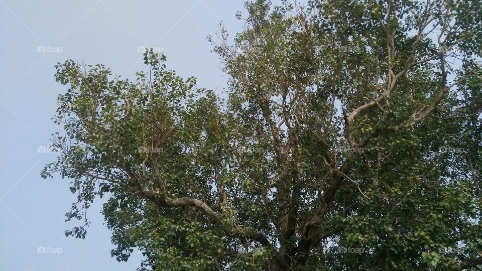 Holly fig tree in the garden.