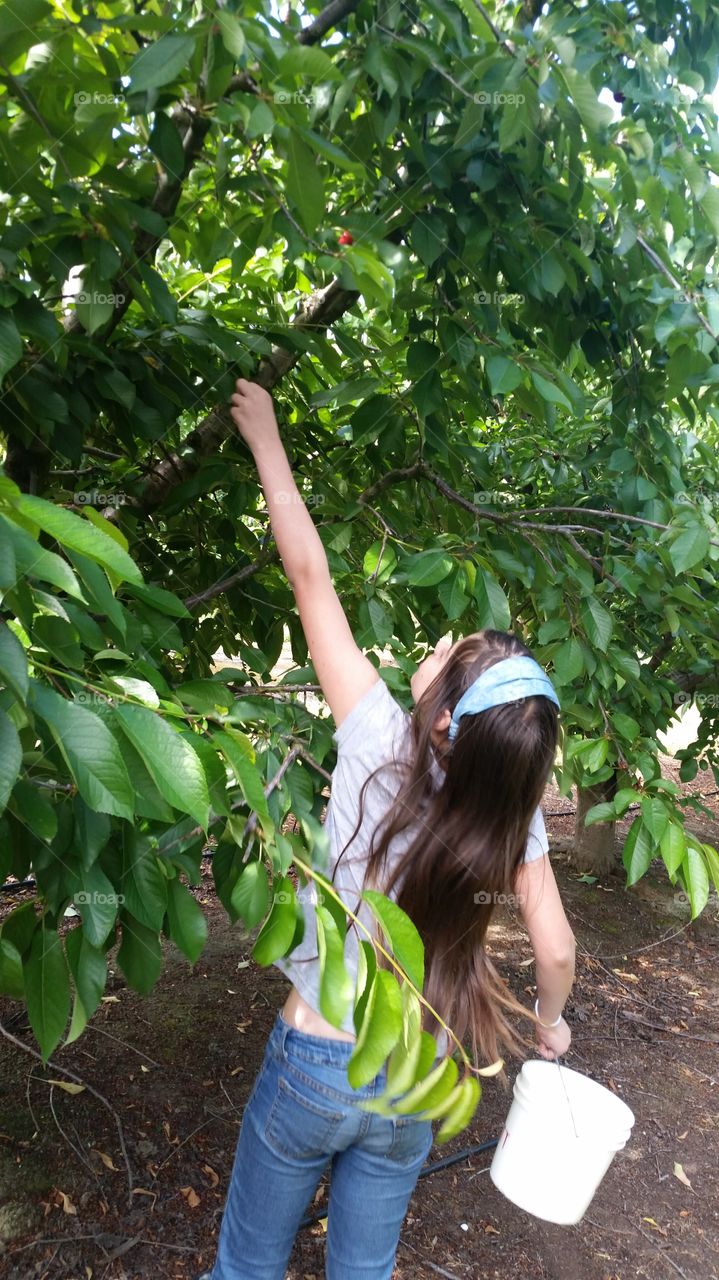 kid picking cherries