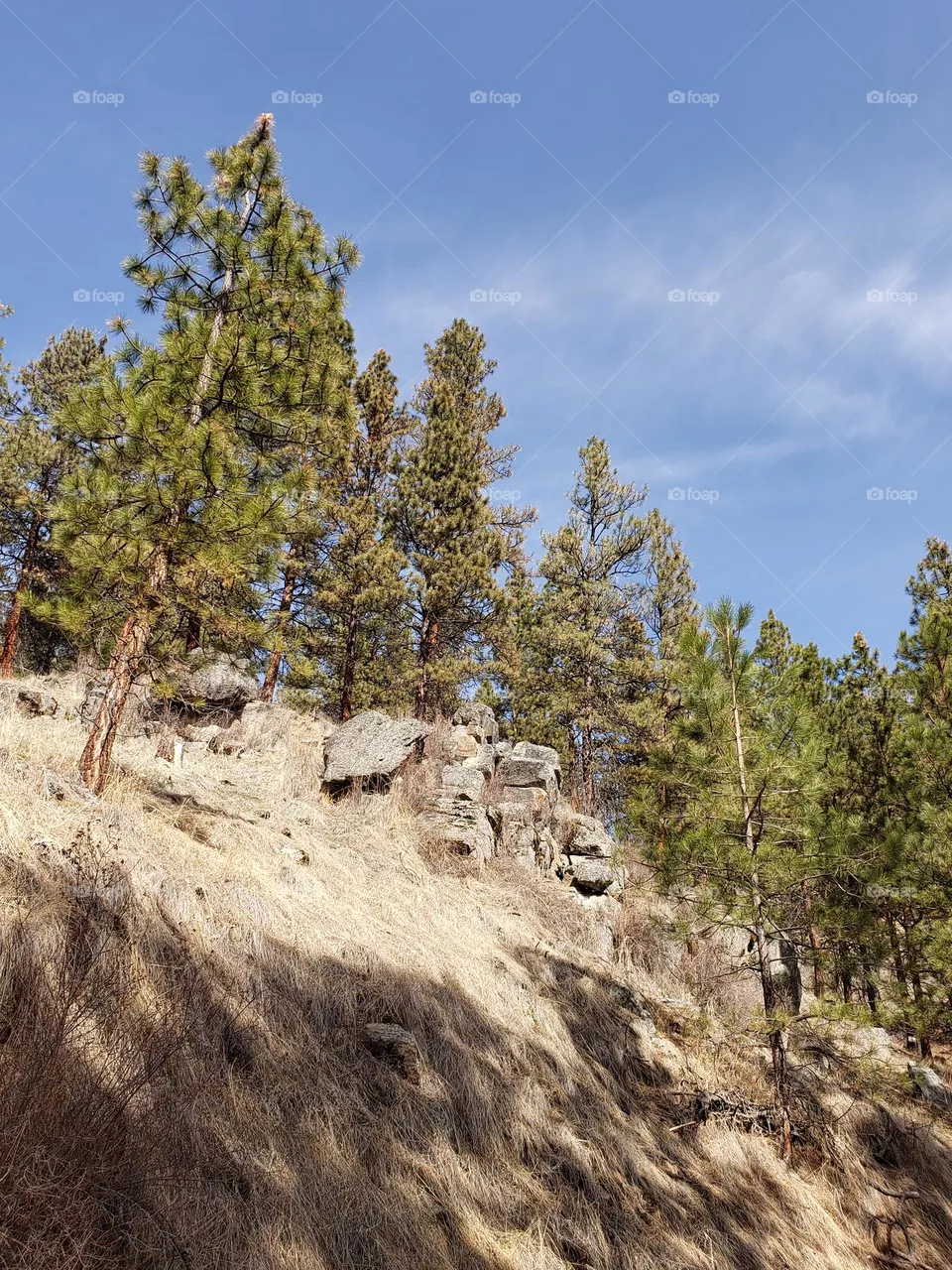 mountain trees