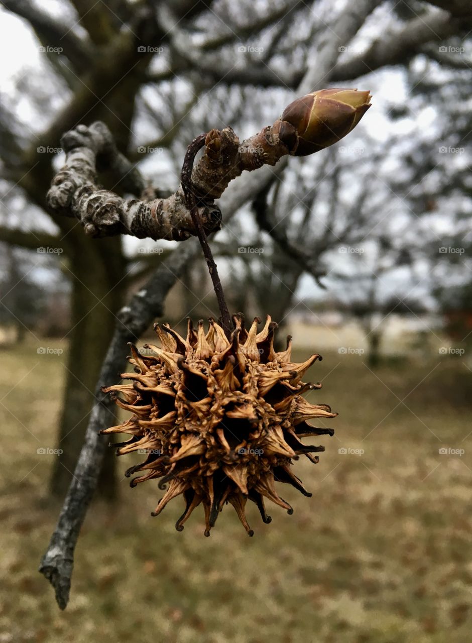 Photogenic Seed