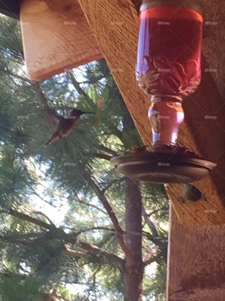 Hummingbirds in country 