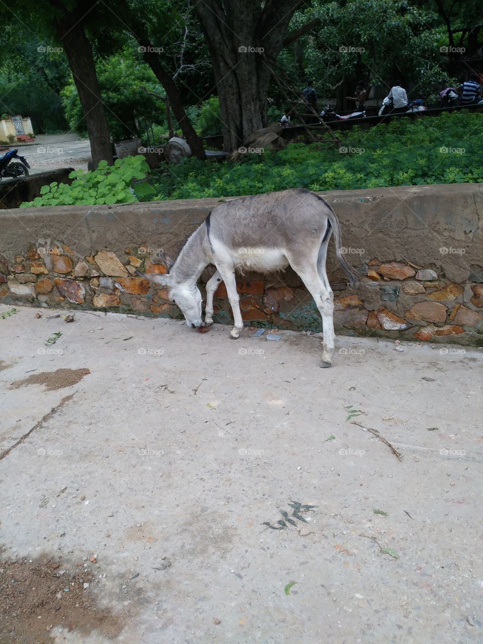 donkey have GRAY color and looks cute in young age .