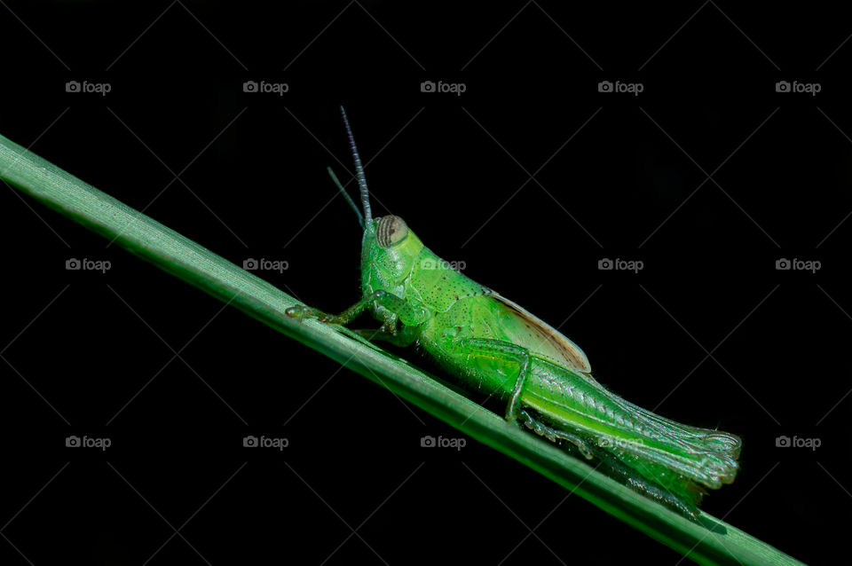 Grasshopper