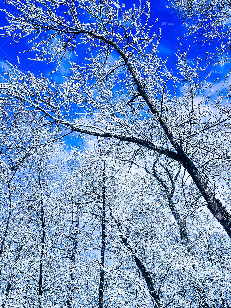 Amazing winter trees