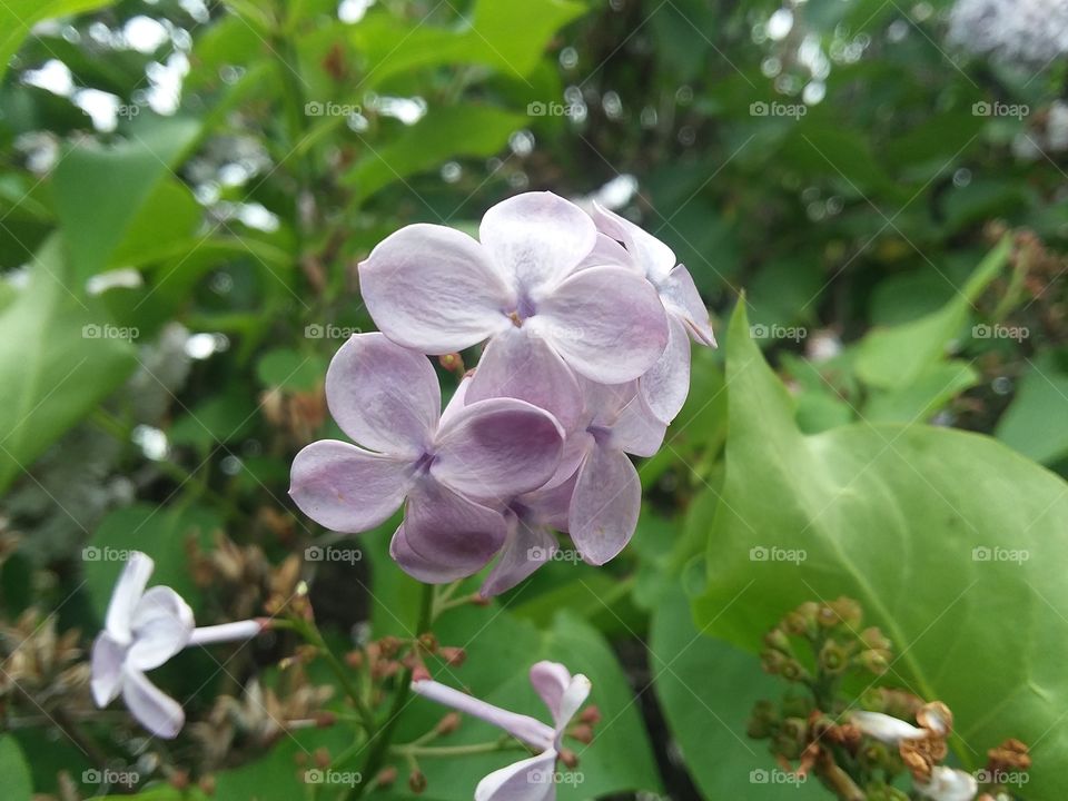 Macro Lilacs