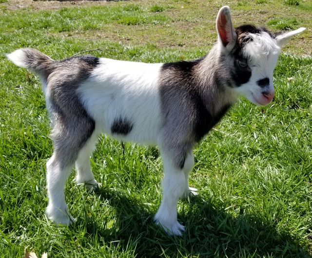 Baby Ragnar