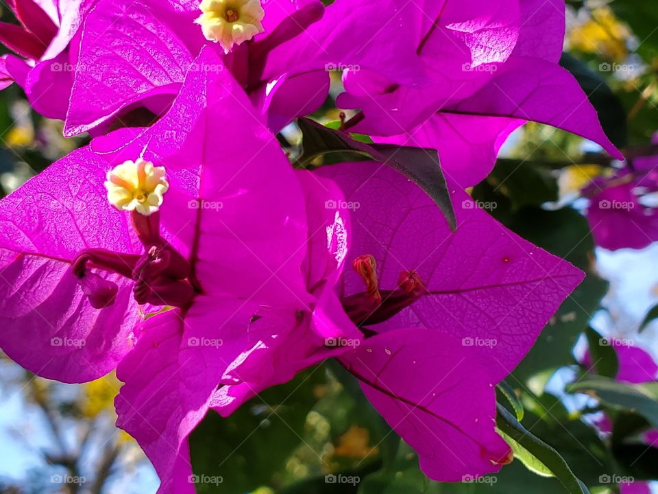 Magenta color bougainvillea