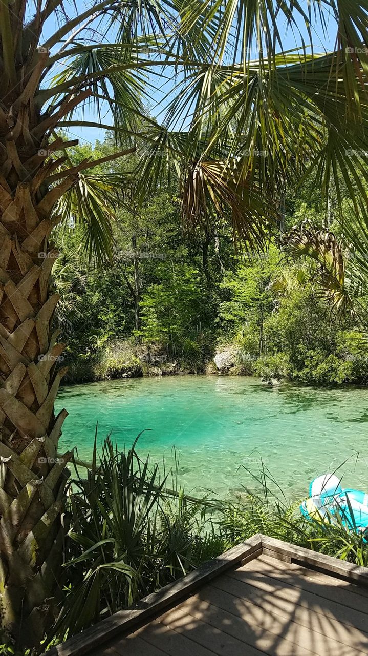 blue pitt springs in Youngstown, FL