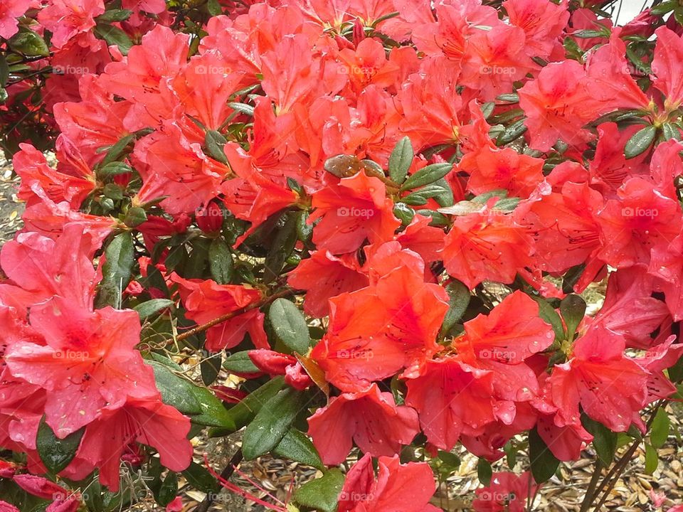Red Azalea 4