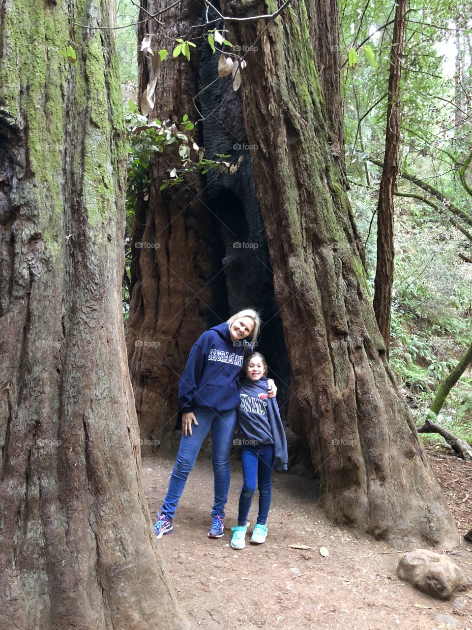 San Francisco Redwoods 