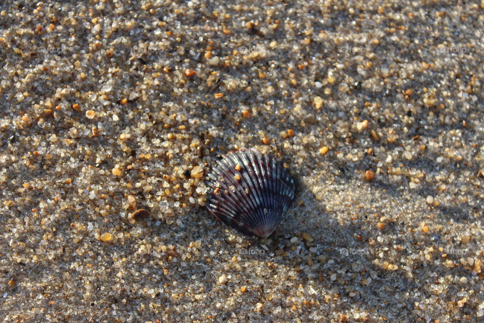 lone seashell
