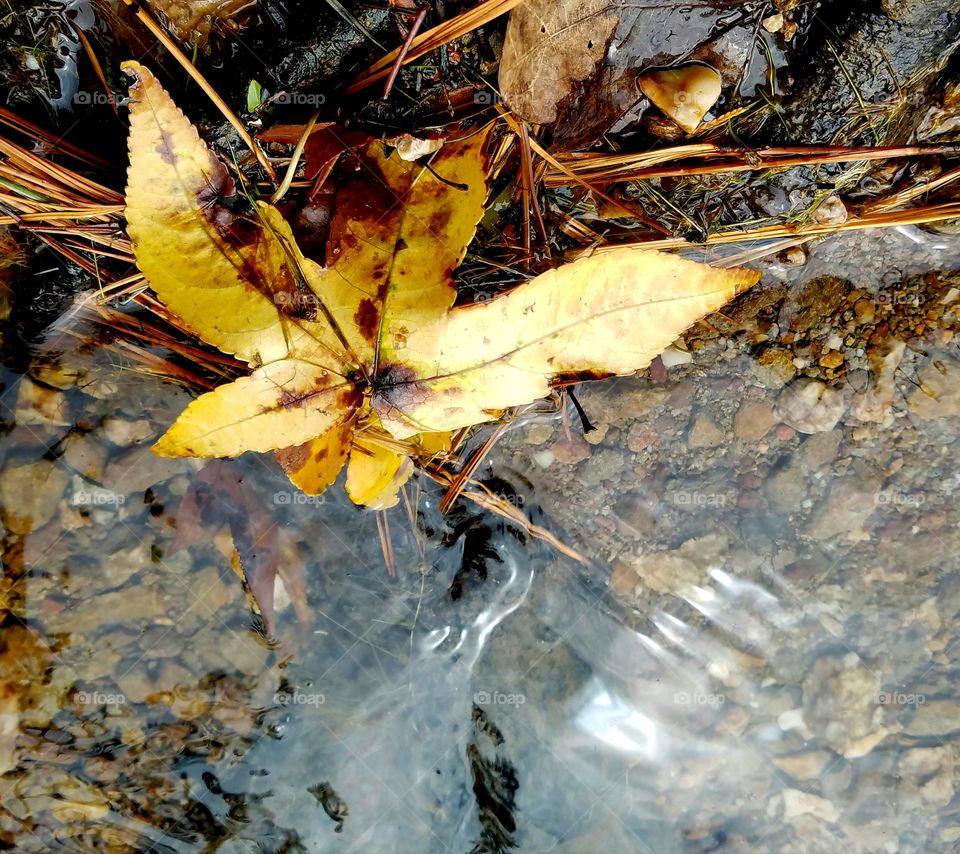 yellow leaf on shore.