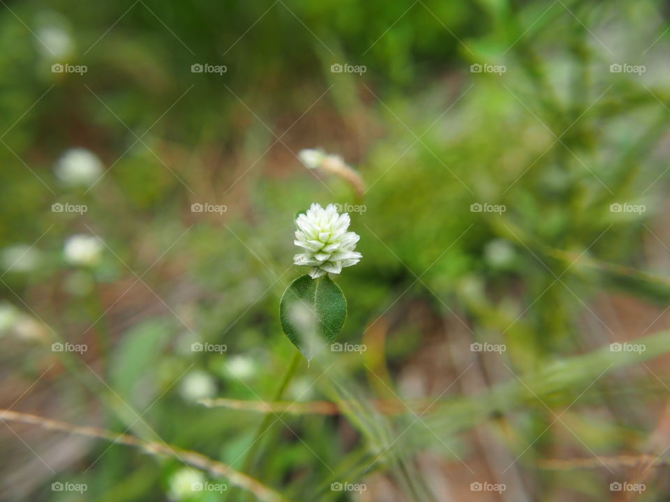 Summer flower