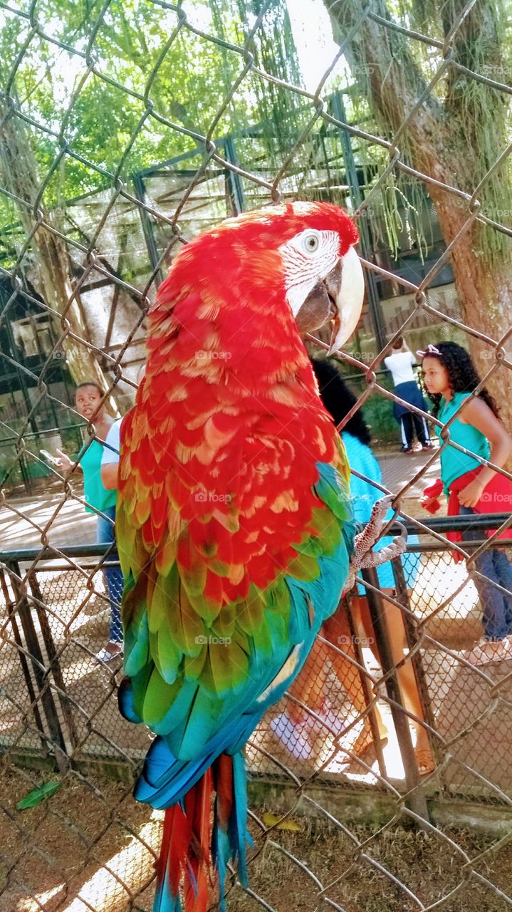 arara