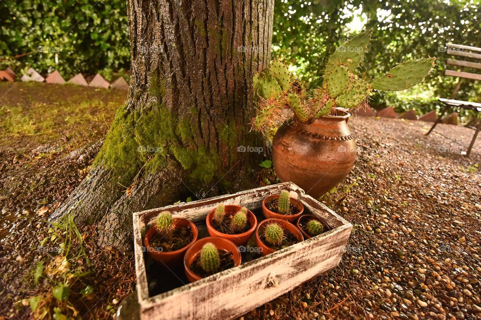 Cactus in pots