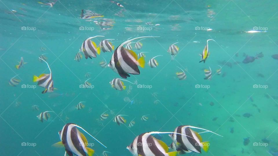 Lots of fish in the Maldives, close up
