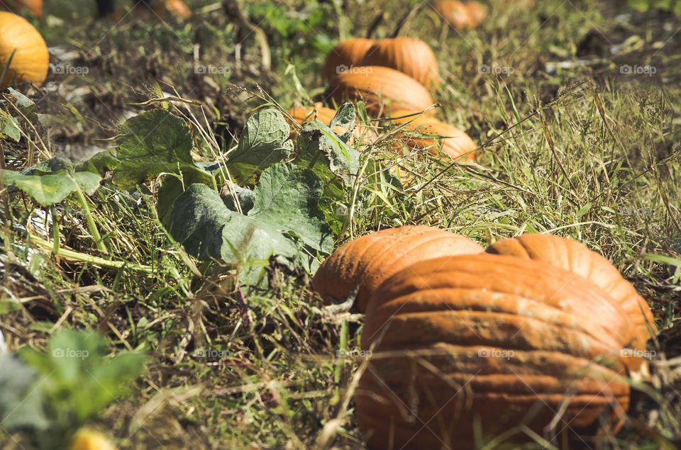 Pumpkin patch