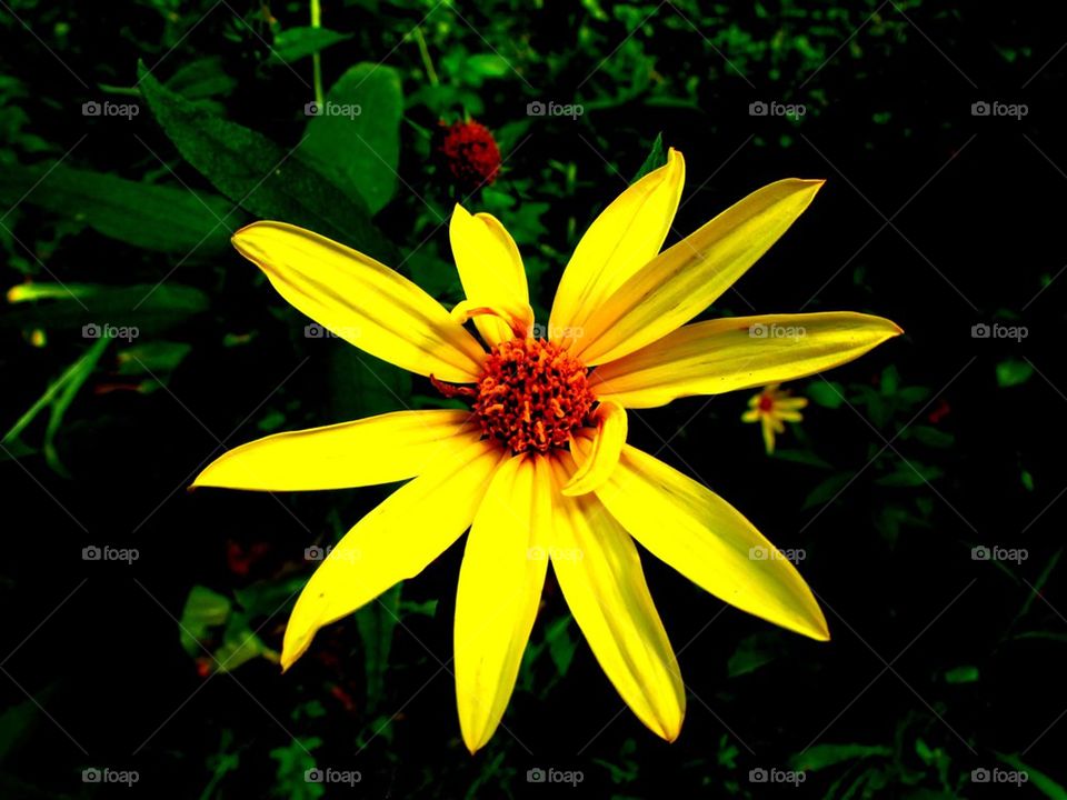Yellow Wildflower
