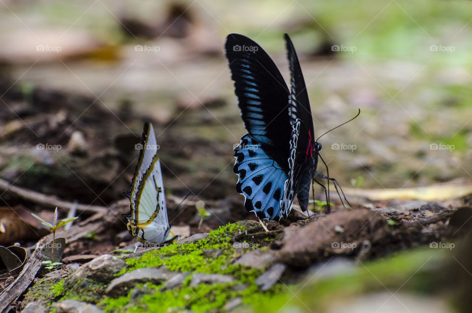 colourful butterflies