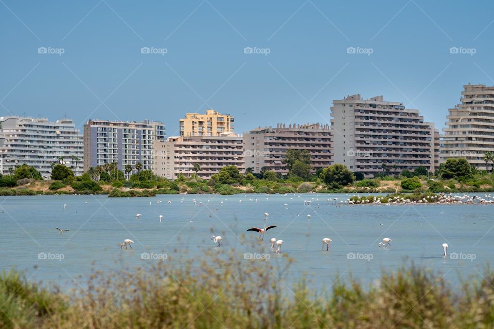 Flamingos on the city lake. Wild birds. Birdwatching