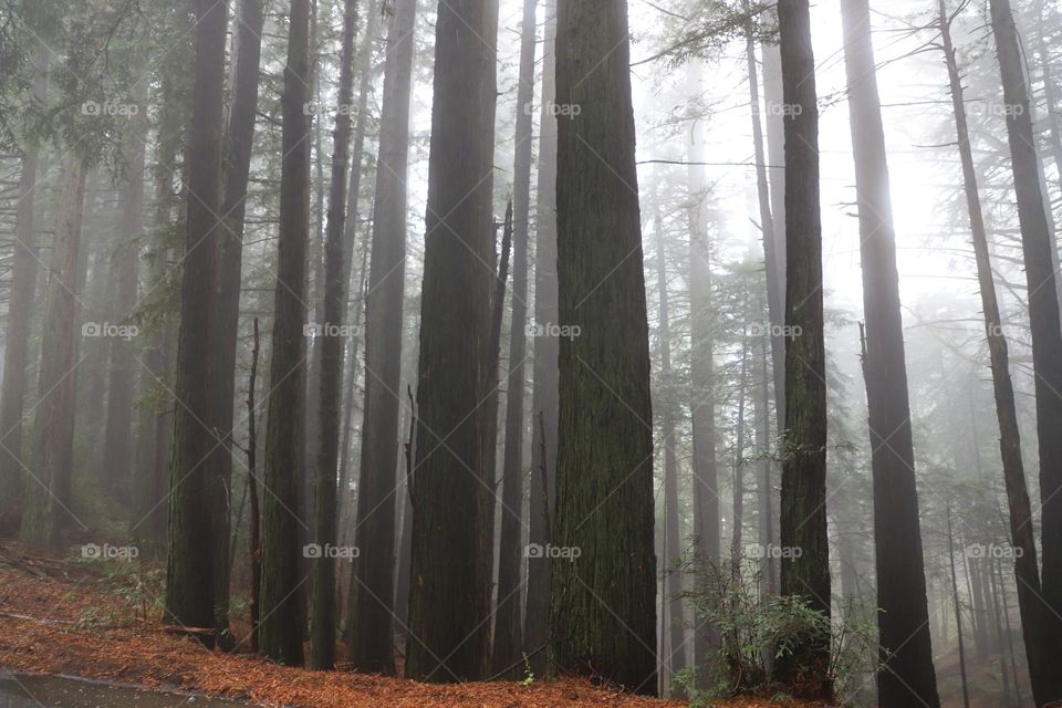 trees in autumn 