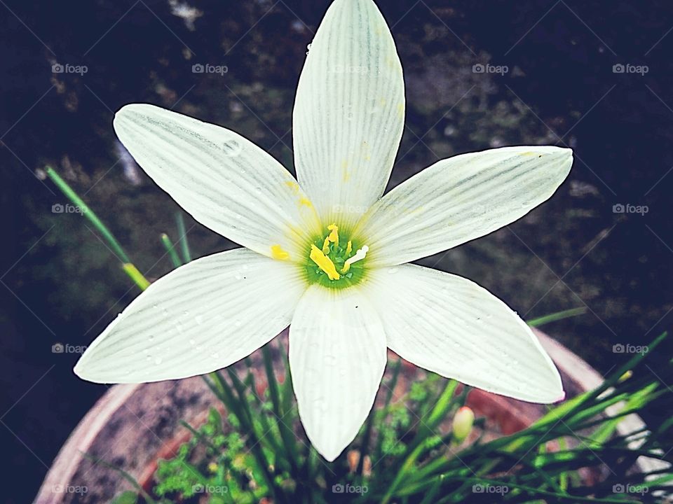 White flower