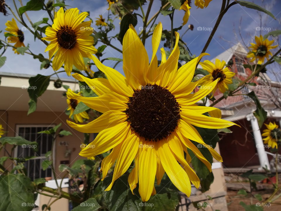 Sun flowers in my neighborhood