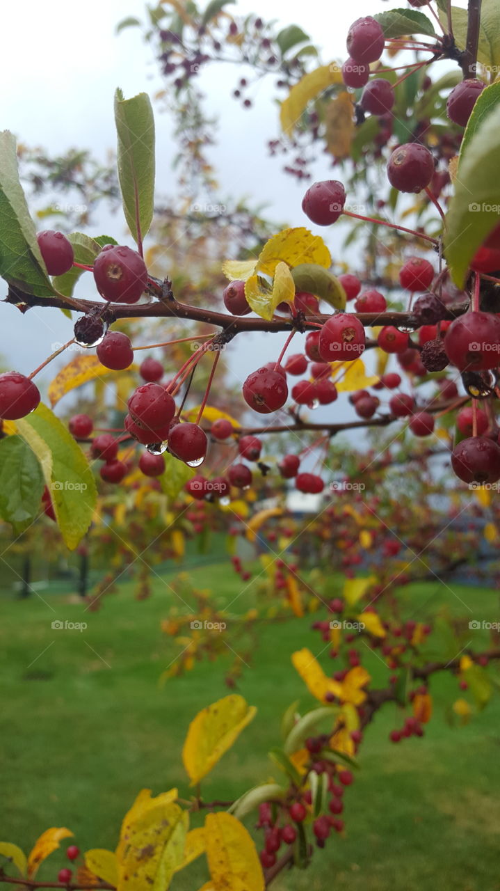 rain berries