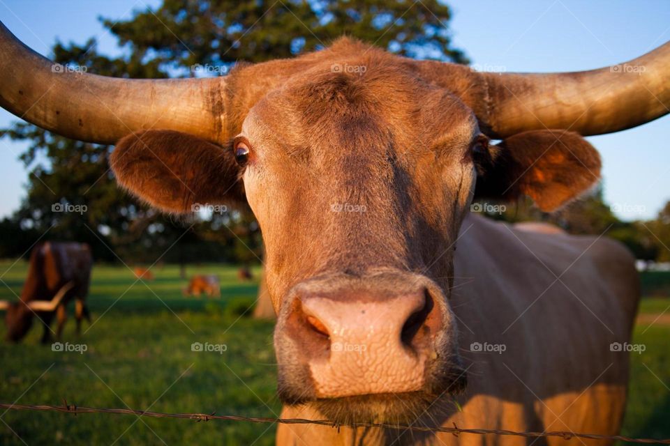 Longhorn. This is a headshot of a Longhorn in Texas.