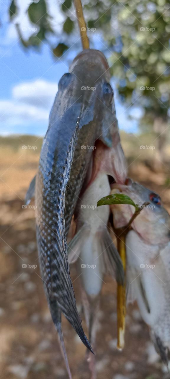 Tilapia hooked on a hook