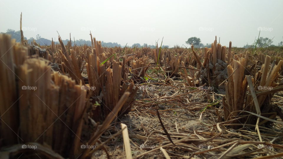 crop fields after harvesting