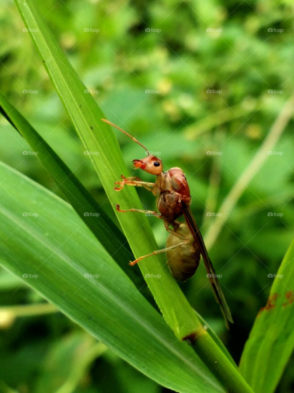 flying ant