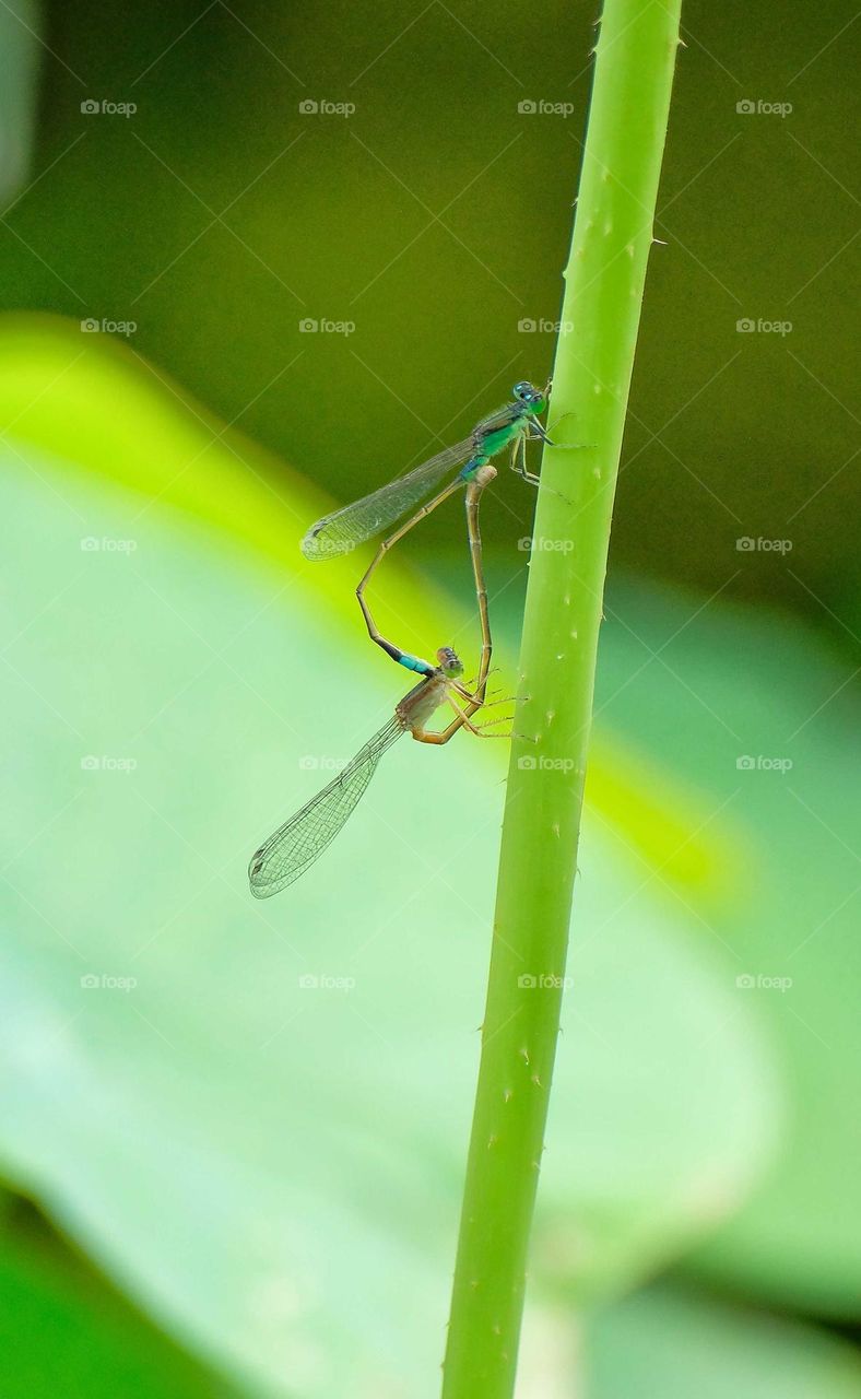 twi damselfly