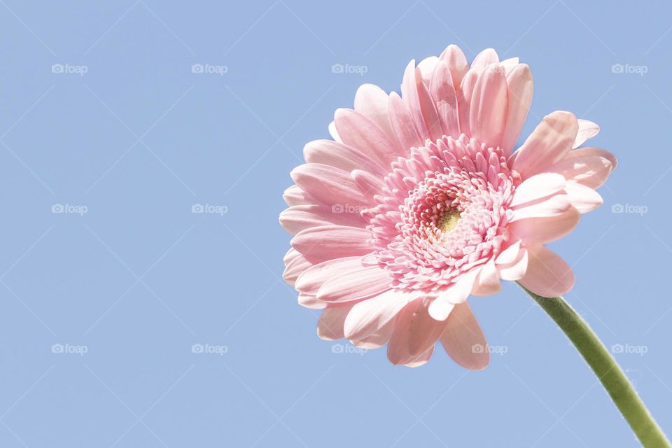Closeup of one pink Gerbera flower with blue sky in the background 