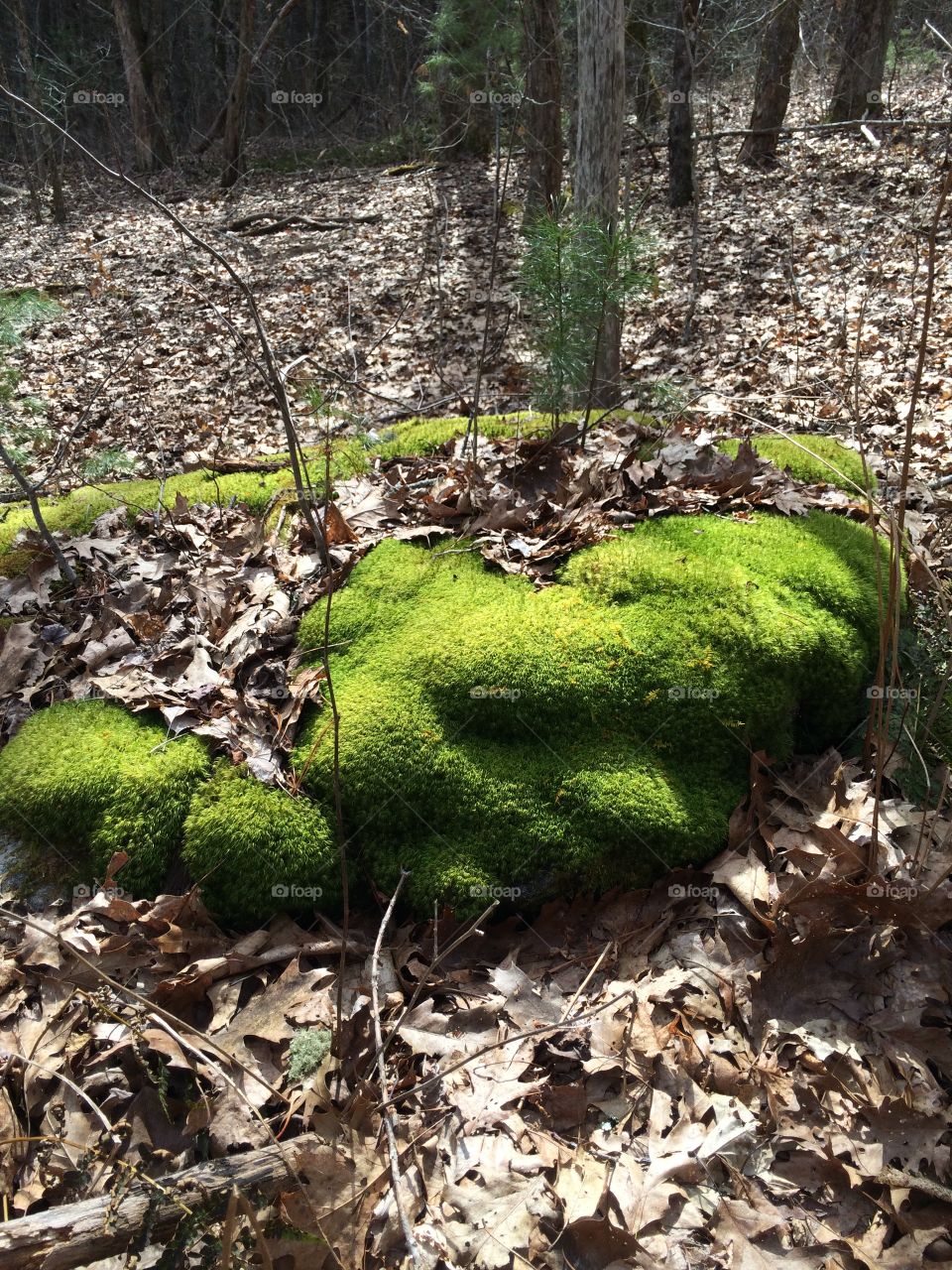 Mossy rocks. Rock moss, moss, green, forest floor 