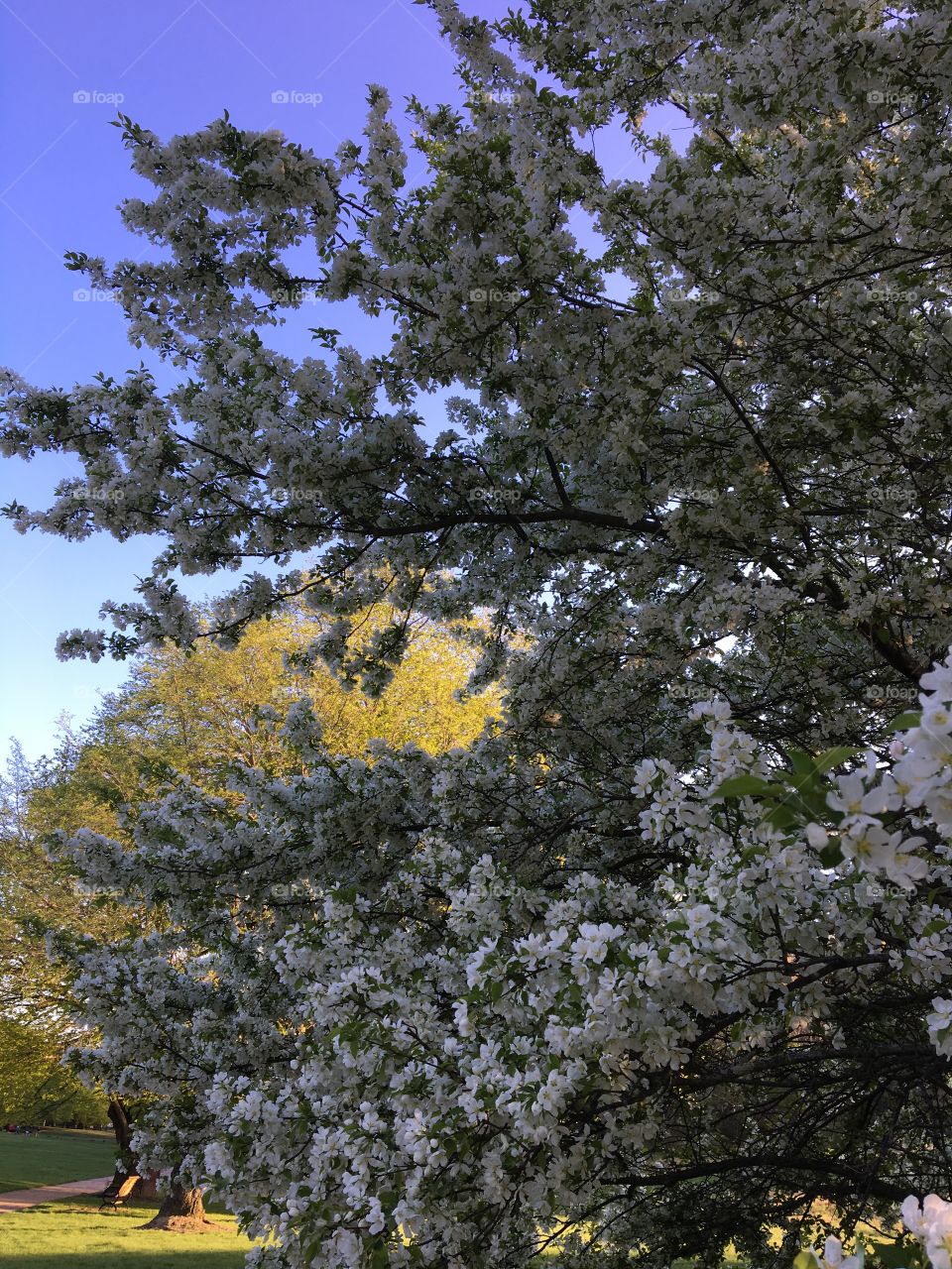 Spring blooms