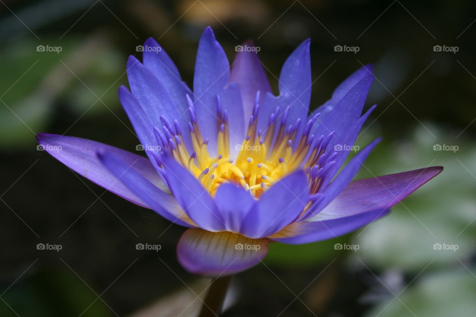 Close-up of blue flower