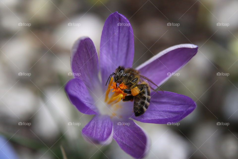 Bee